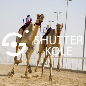 Camel racing - ShutterKole