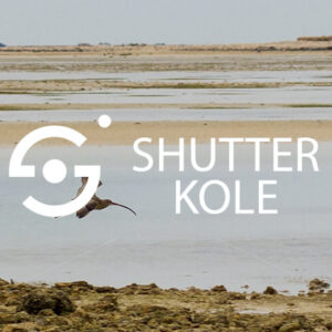 Common Snipe - ShutterKole