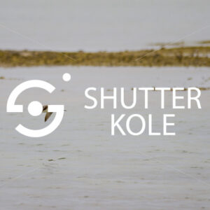 Common Snipe - ShutterKole