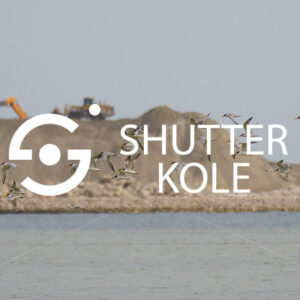 Sterninae - ShutterKole
