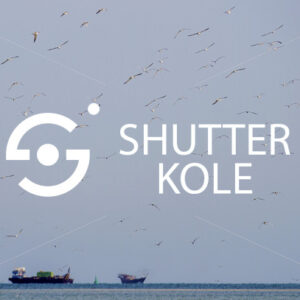 Sterninae - ShutterKole