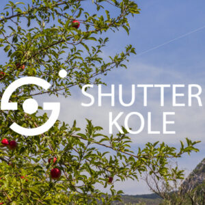 apple tree canopy - ShutterKole