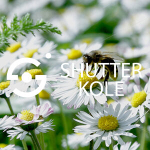 bee - ShutterKole