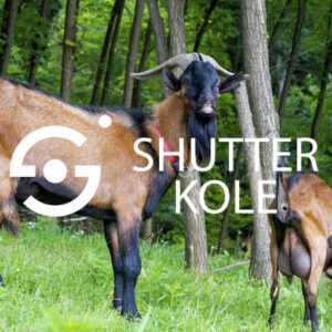 billy goat - ShutterKole