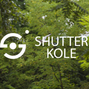 bird - ShutterKole