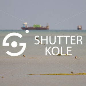 birds - ShutterKole