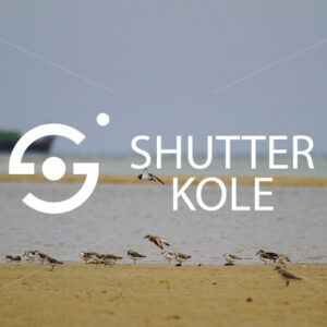 birds - ShutterKole