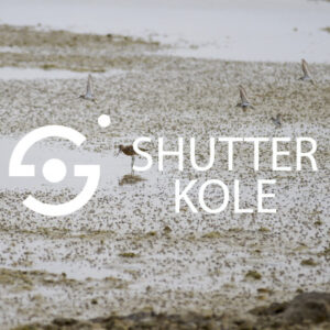 birds - ShutterKole