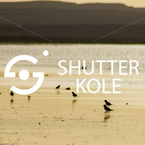 birds - ShutterKole