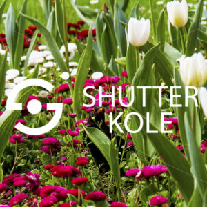 blackbird - ShutterKole