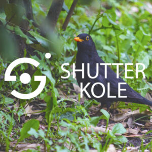 blackbird - ShutterKole
