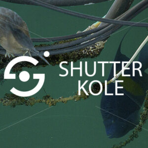 blue fish - ShutterKole