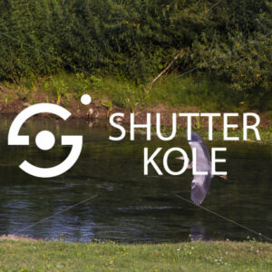 blue heron - ShutterKole