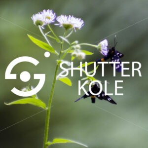 butterfly - ShutterKole