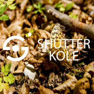 butterfly - ShutterKole
