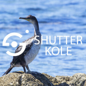cormorant - ShutterKole
