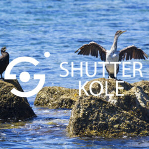 cormorants - ShutterKole
