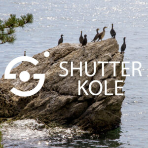 cormorants - ShutterKole