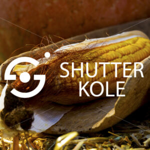corn - ShutterKole