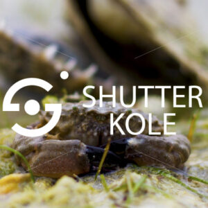 crab - ShutterKole