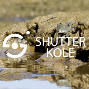 crab live - ShutterKole
