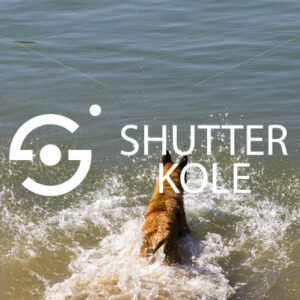 dog - ShutterKole