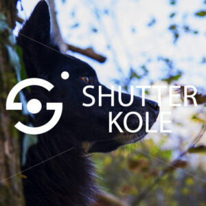 dog - ShutterKole