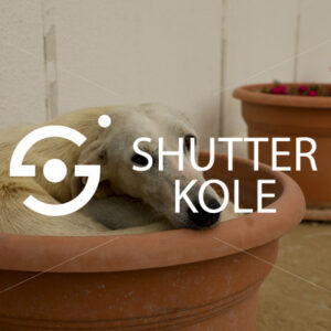 dog - ShutterKole