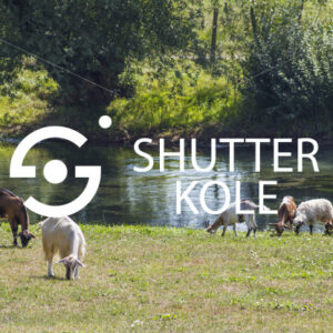 domestic animals - ShutterKole