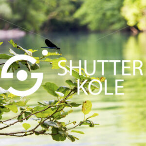 dragonfly - ShutterKole