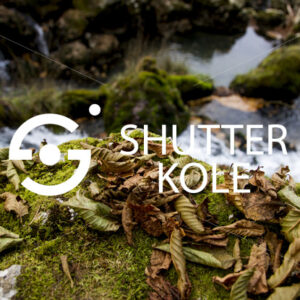 dry leaves - ShutterKole