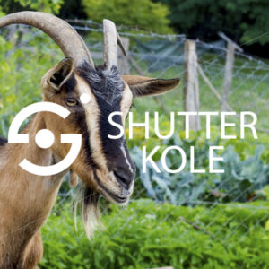 goat - ShutterKole