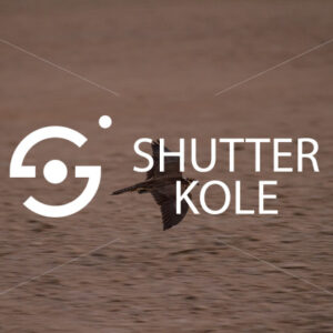 hawk - ShutterKole