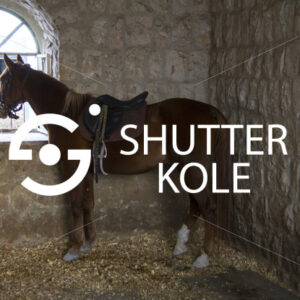horse - ShutterKole