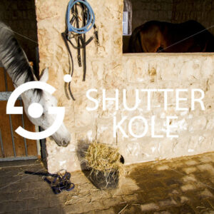 horse - ShutterKole