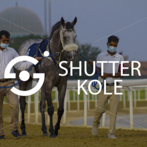 horse - ShutterKole