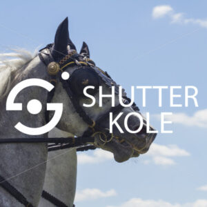 horses - ShutterKole