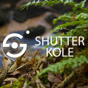 leaves - ShutterKole