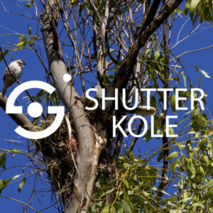 nest - ShutterKole