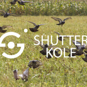 pigeons - ShutterKole