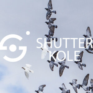 pigeons - ShutterKole