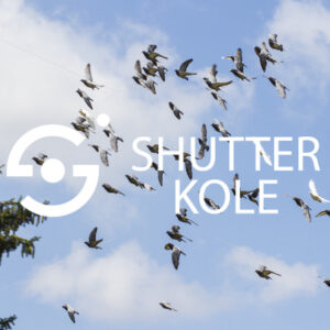 pigeons - ShutterKole