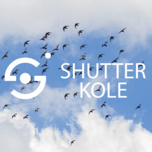 pigeons - ShutterKole