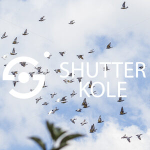 pigeons - ShutterKole