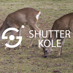 roe deer - ShutterKole