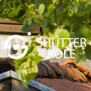 sparrow - ShutterKole