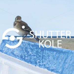 sparrow - ShutterKole