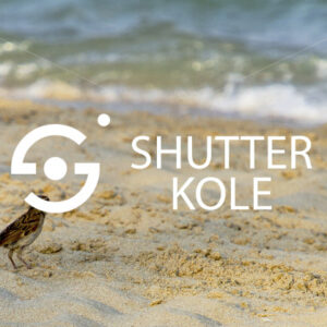 sparrow - ShutterKole