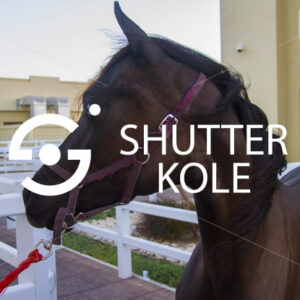 stallion - ShutterKole