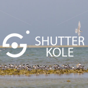 sterninae - ShutterKole